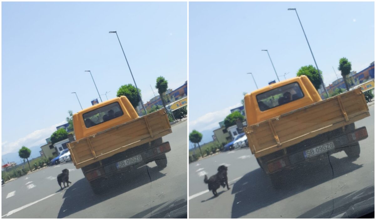 foto: poliția animalelor caută un individ care a abandonat un câine pe stradă la sibiu - „amenda ajunge la 12.000 lei”