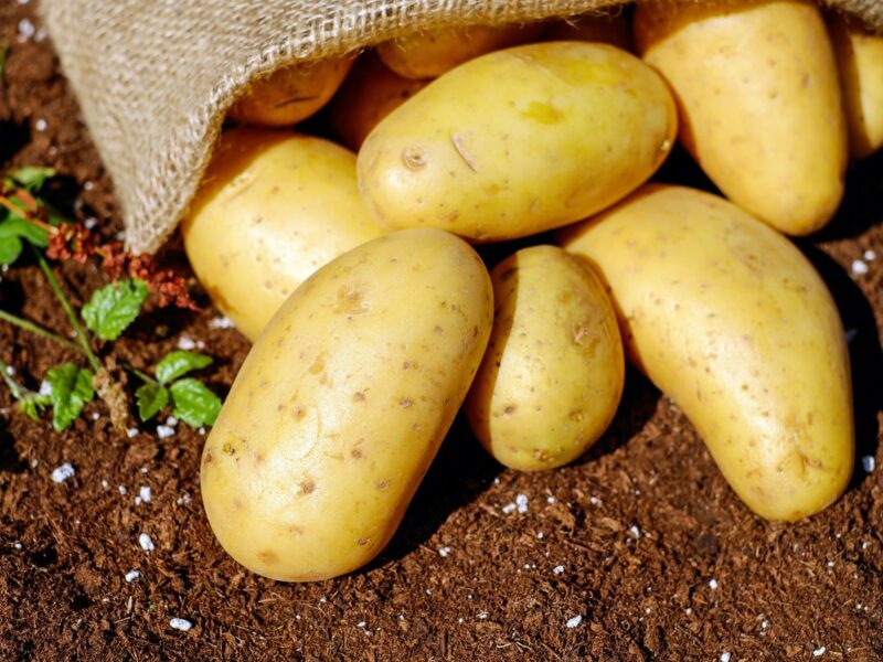bani de la guvern pentru cultivatorii de cartofi - 200 de euro pe hectar