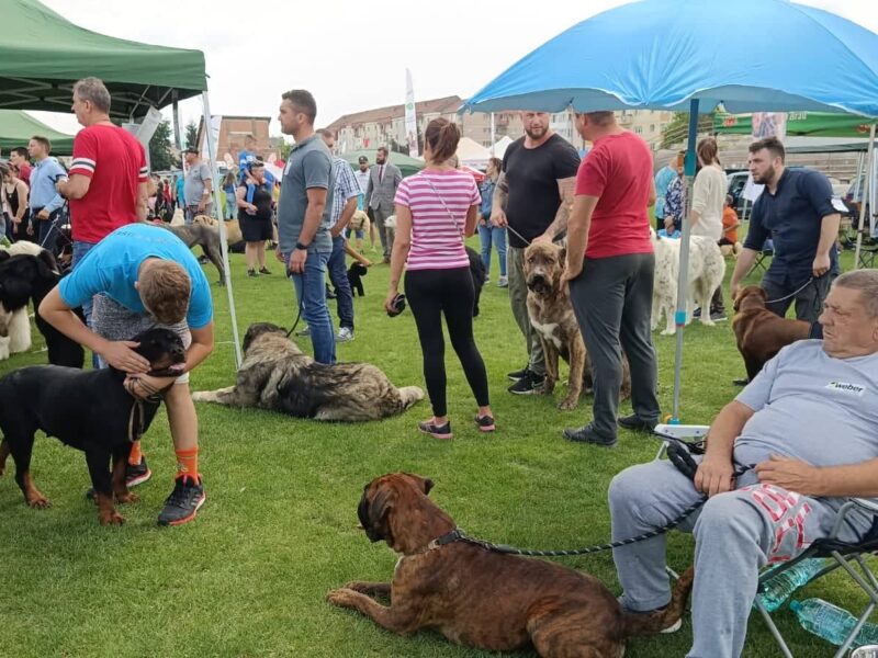 video foto concursul de frumusețe pentru câini, la sibiu