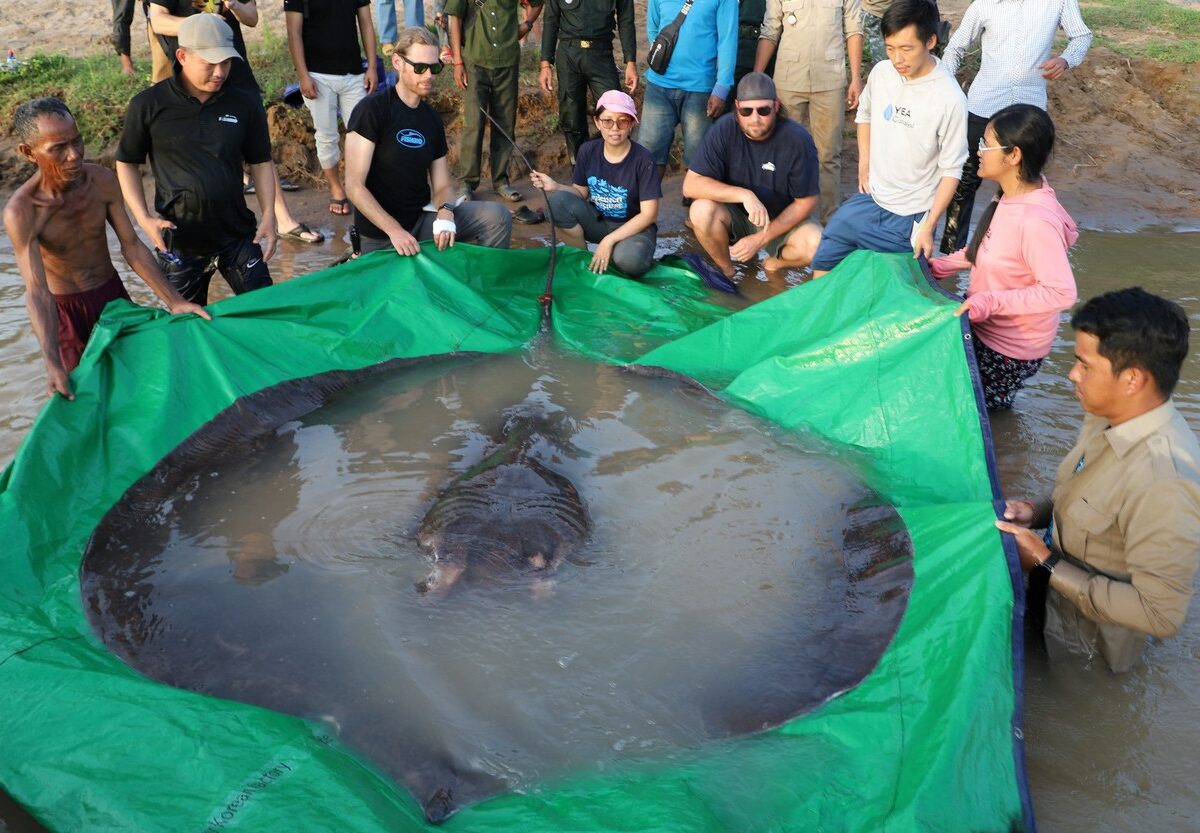 FOTO Cel mai mare pește de apă dulce cântărește 300 de kilograme