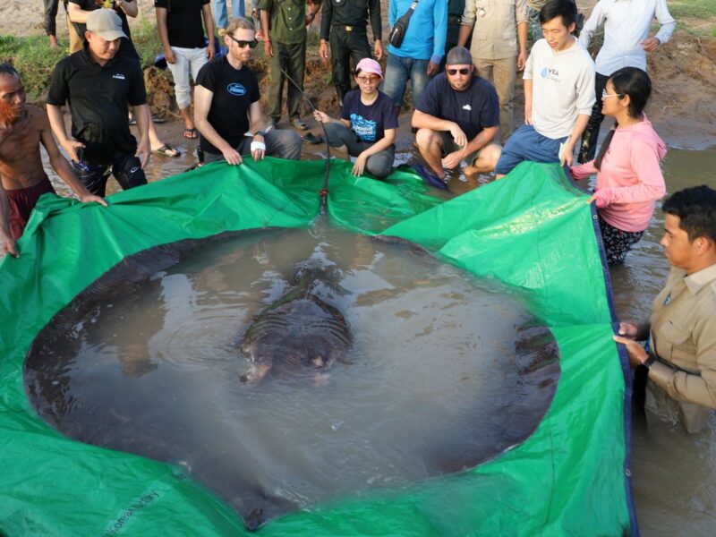 foto cel mai mare pește de apă dulce cântărește 300 de kilograme
