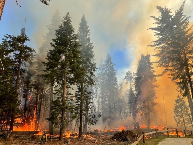 incendiu de vegetație în california - cei mai mari copaci din lume în pericol să fie mistuiți de flăcări