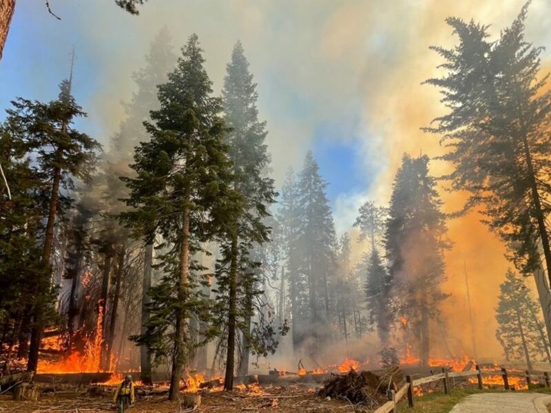 Incendiu de vegetație în California - Cei mai mari copaci din lume în pericol să fie mistuiți de flăcări