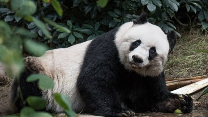 cel mai bătrân urs panda uriaș din lume a murit - avea 35 de ani