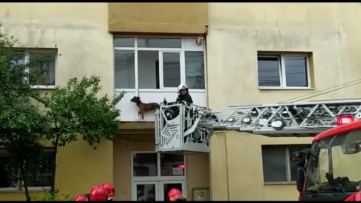 video câine salvat de pompierii sibieni - era agăţat în lesă, în exteriorul unui balcon