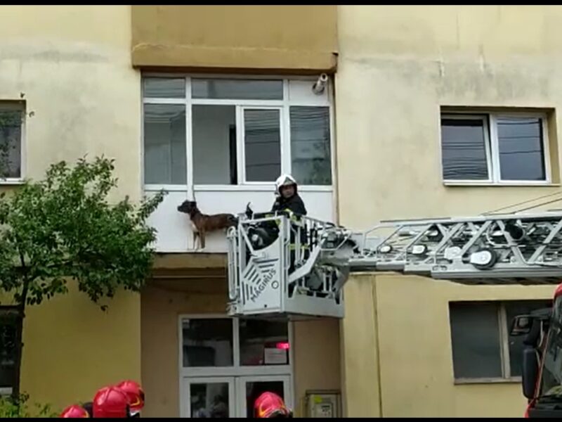 video câine salvat de pompierii sibieni - era agăţat în lesă, în exteriorul unui balcon