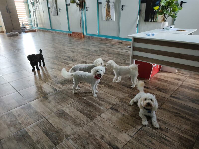 cazare pentru câini la sibiu în perioada concediilor și nu numai - pensiuni canine pentru orice buzunar, sau oferte pe olx