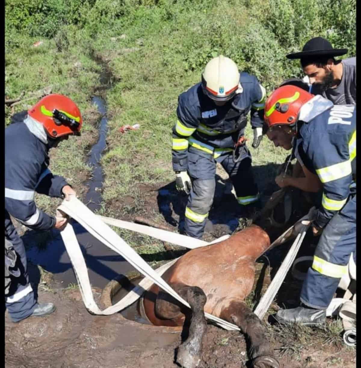 cal căzut într-o fântână la bârghiș - pompierii au reușit să îl salveze