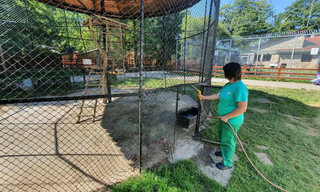 foto condiții speciale pentru animalele de la zoo sibiu pe timp de caniculă