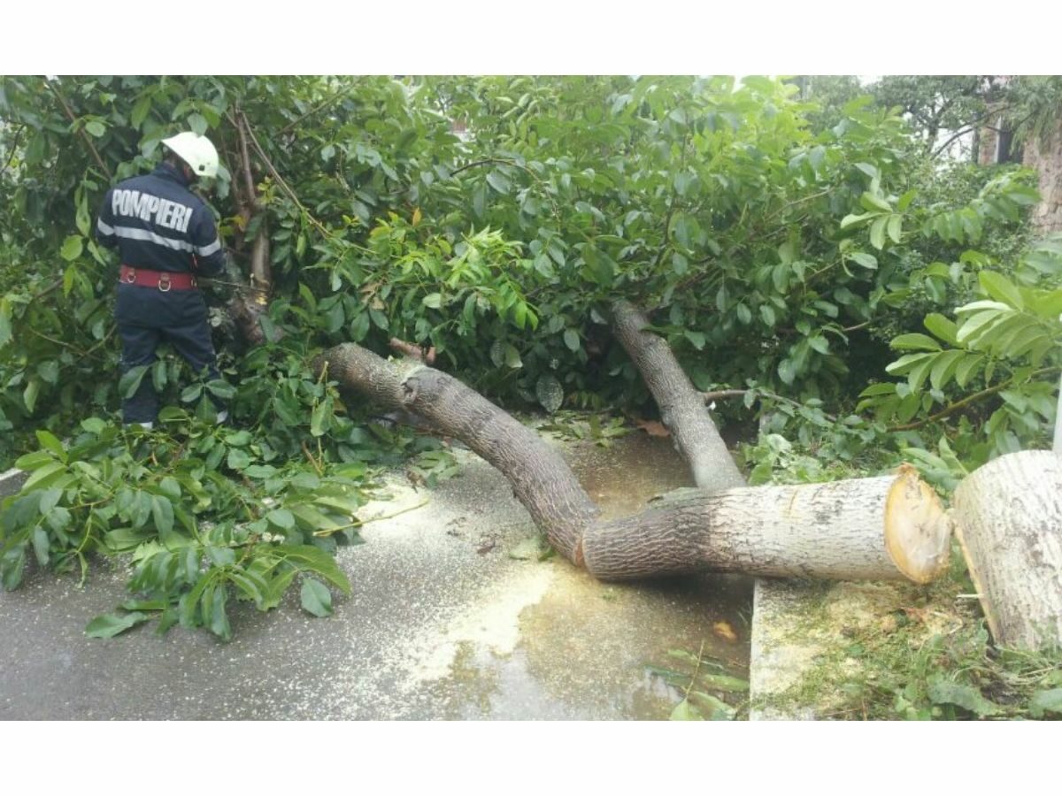 copac căzut pe carosabil pe dn 7 sibiu-râmnicu vâlcea - trafic restricționat pe sensul către vâlcea