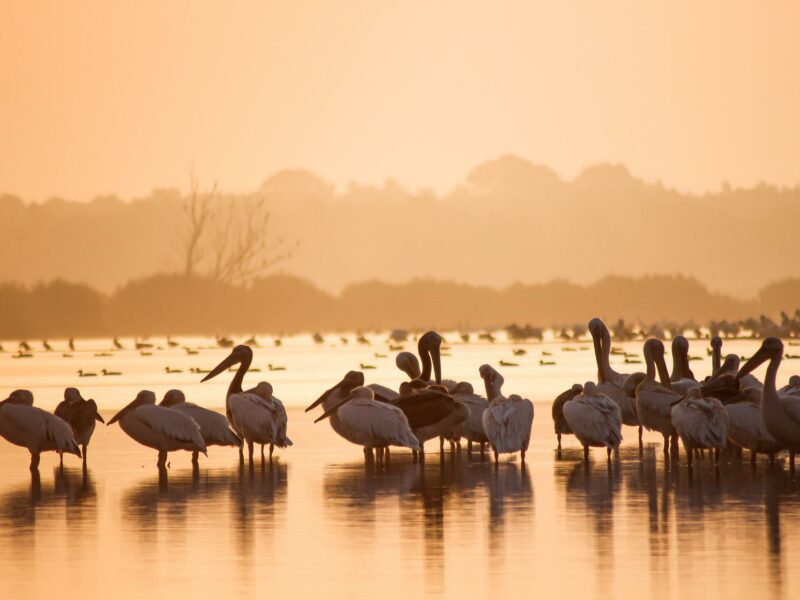 dunare pelicani