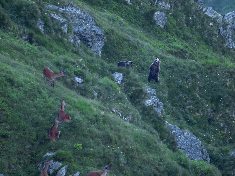 imagine virală surprinsă în munții făgăraș - o ursoaică alături de puiul ei și o turmă de ciute