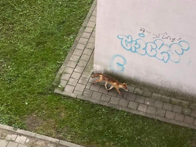 foto: vulpe fotografiată în cartierul ștrand - „o problemă veche, dar nimeni nu face nimic”