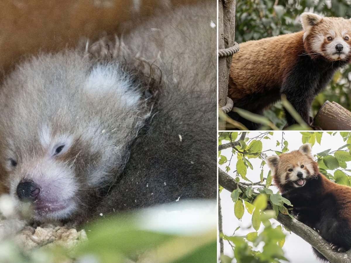 pui de panda roşu născut în marea britanie - specia este pe cale de dispariţie