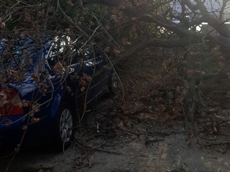 vremea a făcut ravagii la sibiu în weekend - un copac a căzut peste o mașină