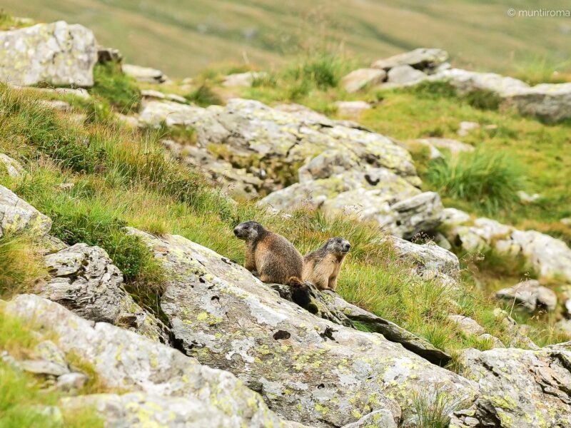 video marmotele din munții făgăraș au devenit „vedete” pe facebook -„mă bucur că este bine hrănită. este drăguță!”