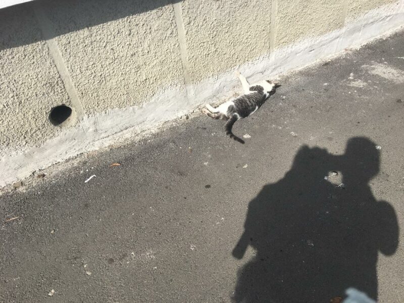 nemulțumire a locuitorilor de pe strada ștrandului - cadavrul unei pisici a stat pe trotuar mai multe ore