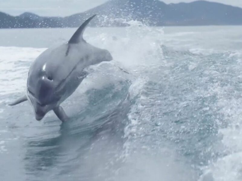 mai mulți delfini au eșuat pe o plajă din noua zeelandă
