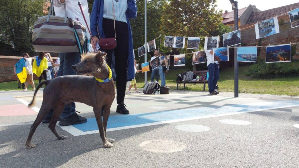 Ziua Independenței Ucrainei sărbătorită la Sibiu - VIDEO FOTO