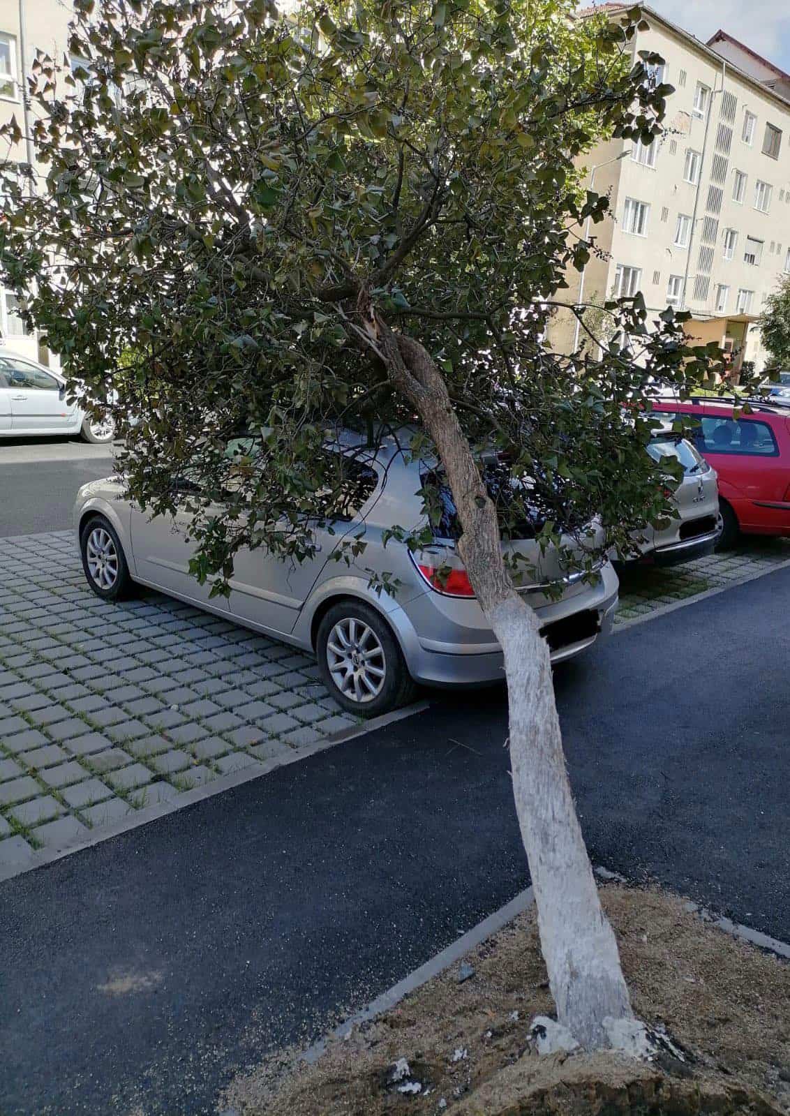 foto - vântul a făcut ravagii la sibiu - mai mulți copaci doborâți la pământ, iar unul a căzut pe o mașină