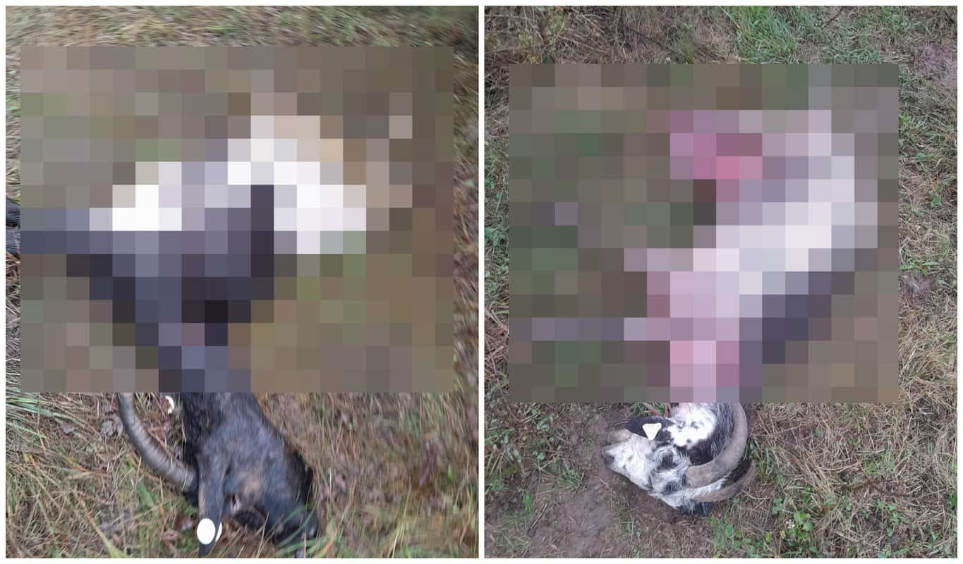 foto: masacru la o fermă de pe dealul gușteriței - zeci de animale ucise de urși