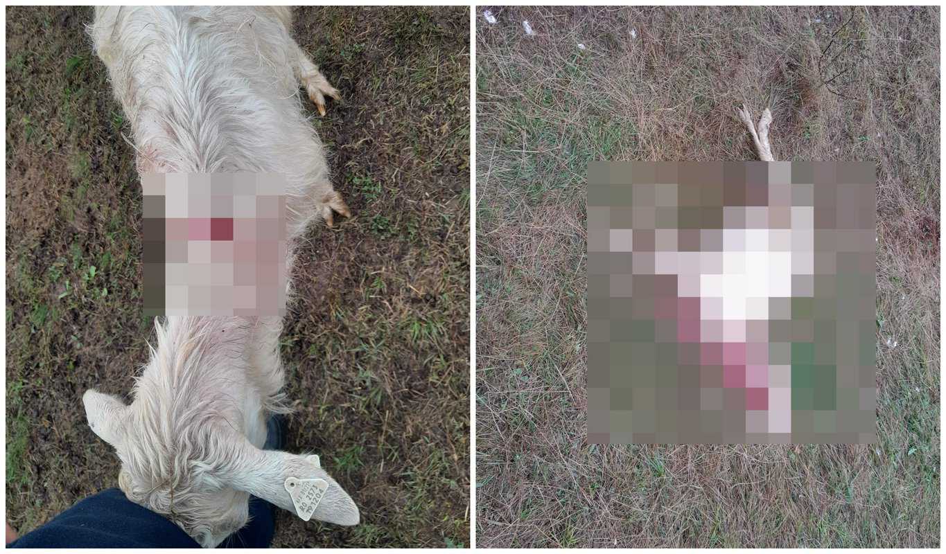 foto: masacru la o fermă de pe dealul gușteriței - zeci de animale ucise de urși