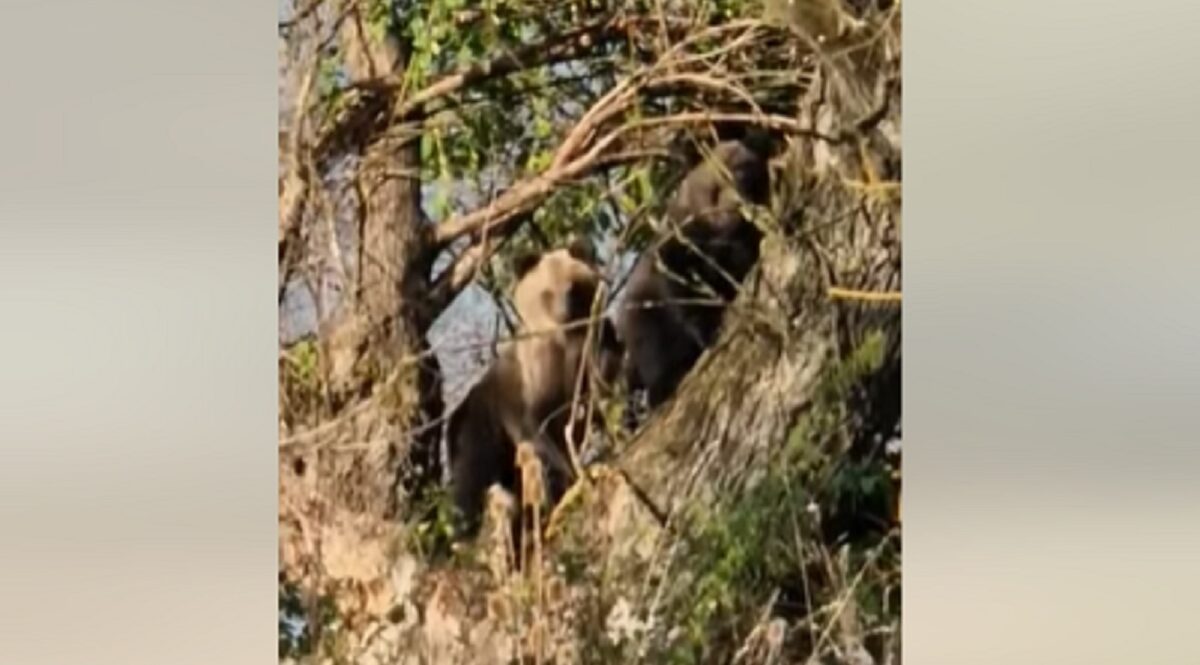 video imagini virale cu o ursoaică și puiul ei în zona porumbacu