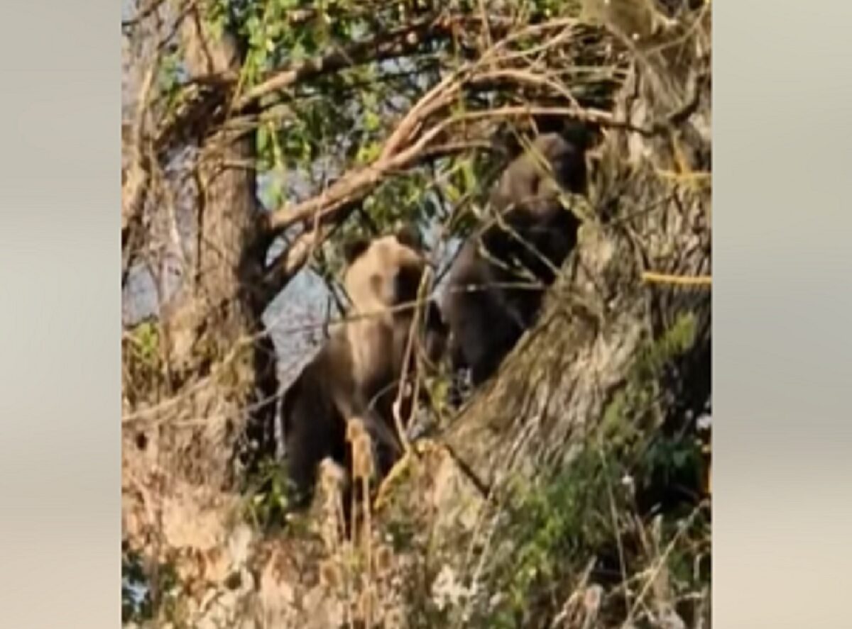 VIDEO Imagini virale cu o ursoaică și puiul ei în zona Porumbacu