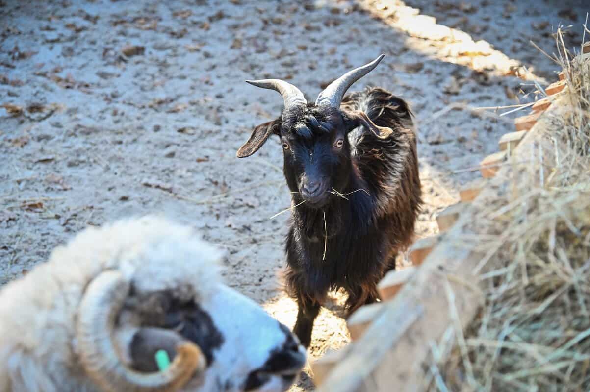 foto ferma animalelor, noua atracţie de la grădina zoologică din sibiu