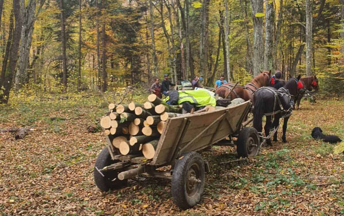 Furt de lemne la Mediaș și Porumbacu de Sus - Trei sibieni cercetați penal