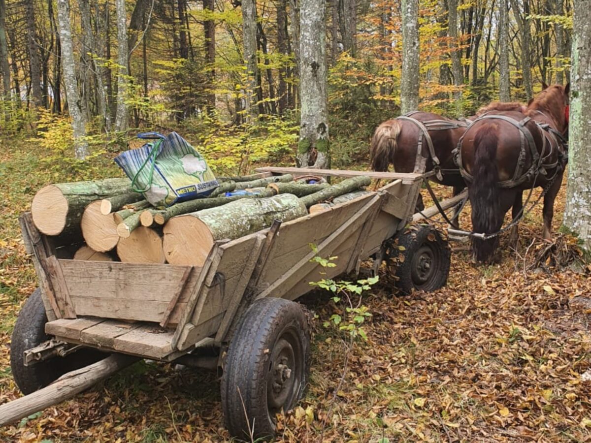 sibian prins cu un transport de lemne pentru foc, amendat cu 1.000 lei