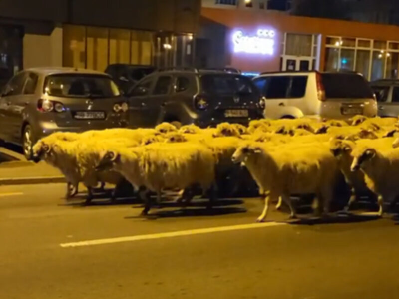 video imagini virale – turmă de oi la plimbare pe străzile din valea aurie