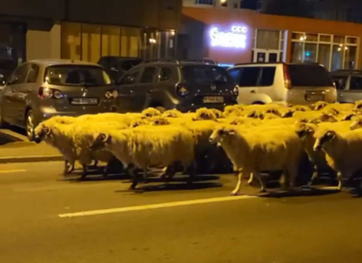 video imagini virale – turmă de oi la plimbare pe străzile din valea aurie