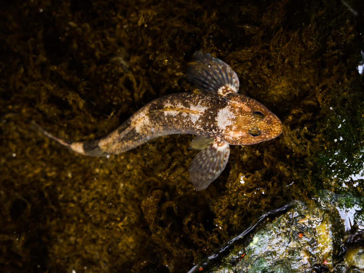 cea mai rară specie de pește din europa, descoperită în apele unui râu din munții făgăraș - este din perioada dinozaurilor