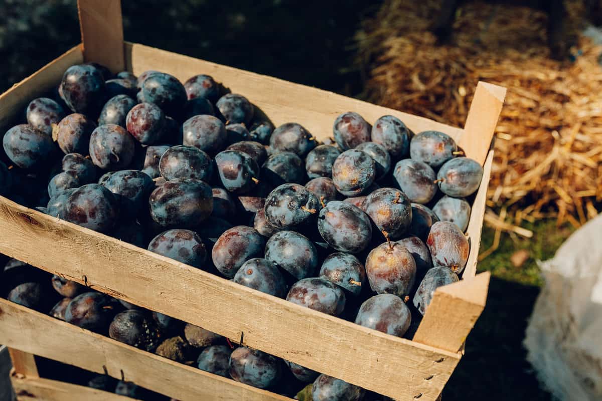 FOTO: Muzeul Astra prezintă Târg de vinuri și Conserve pentru iarnă - Peste 25 de producători tradiționali prezenți