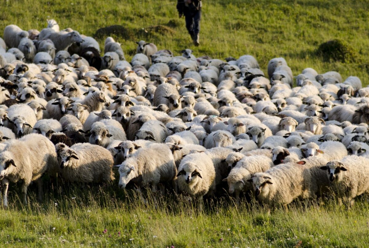 răzmeriță la daia, din cauza mirosului de la o stână de oi. primar: „dacă s-au mutat la sat trebuie să își asume”
