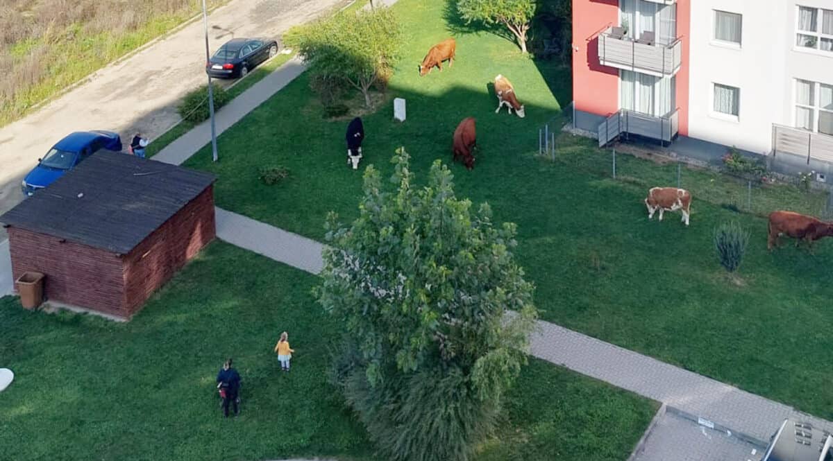 video - turmă de vaci la păscut printre blocuri în avantgarden - ”mănâncă gazonul și trec printre mașini”