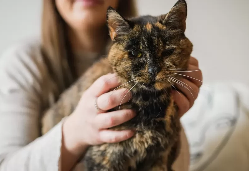 pisică găsită după 7 ani de la dispariție, într-o fabrică din apropiere
