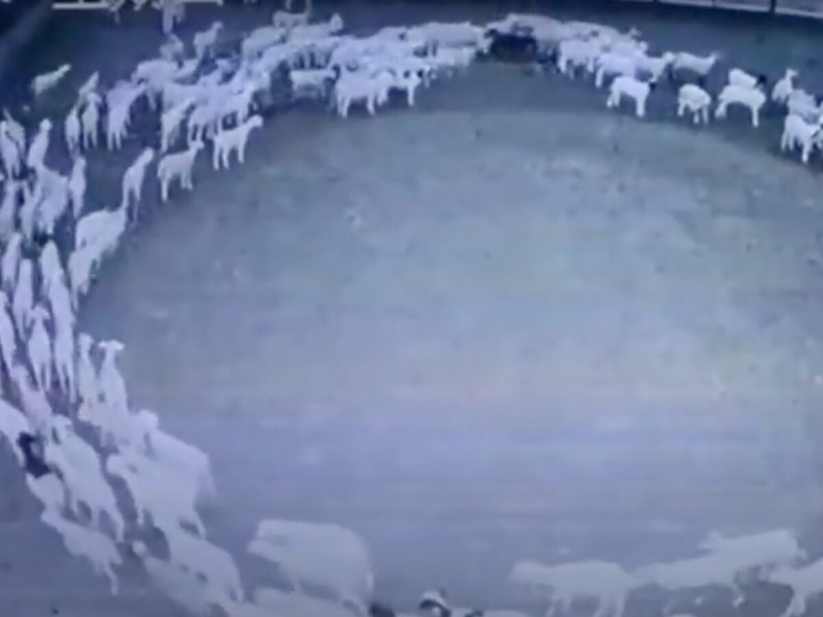 video sute de oi s-au învârtit în cerc douăsprezece zile la rând - cum se explică comportamentul bizar