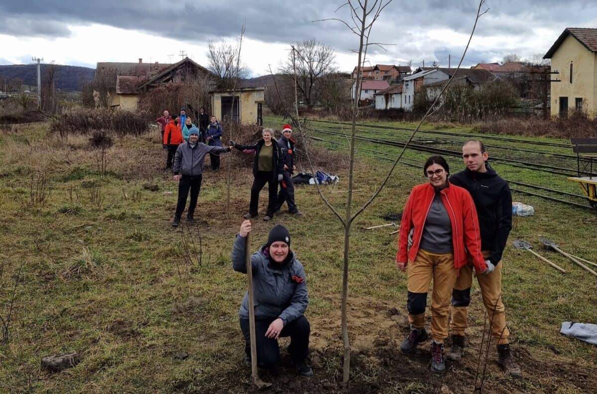 ”Oaze” de umbră pentru călătorii mocăniței - Tei și platani plantați în gările din Hosman și Cornățel