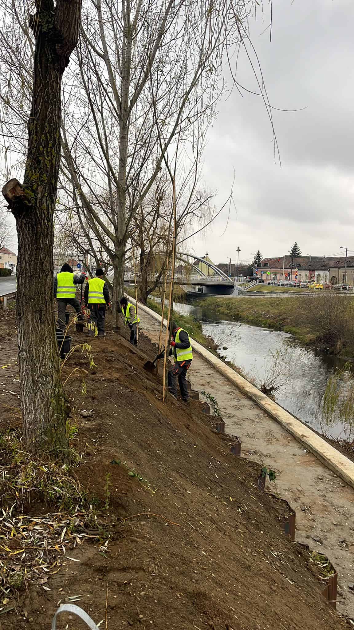 Plantare masivă pe malurile Cibinului - Peste 1500 de arbori și arbuști au fost deja amplasați