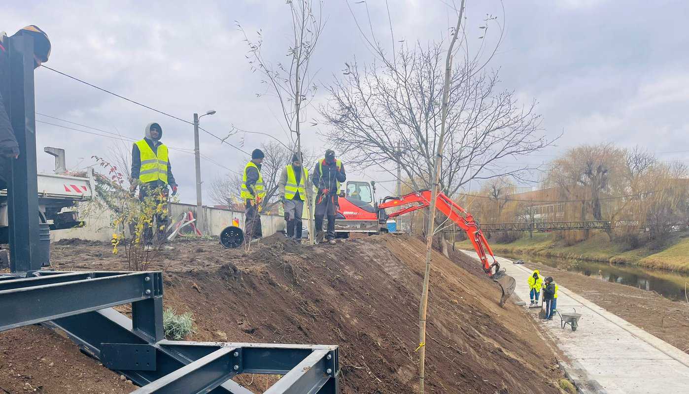 Plantare masivă pe malurile Cibinului - Peste 1500 de arbori și arbuști au fost deja amplasați