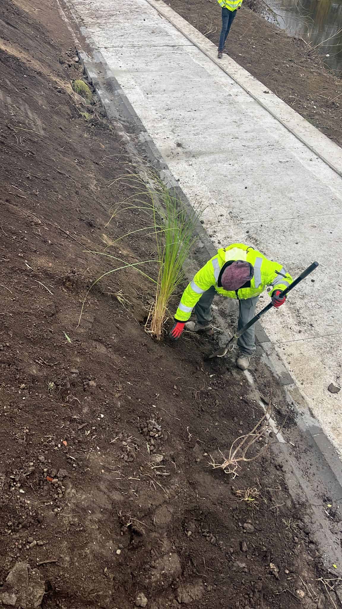 Plantare masivă pe malurile Cibinului - Peste 1500 de arbori și arbuști au fost deja amplasați