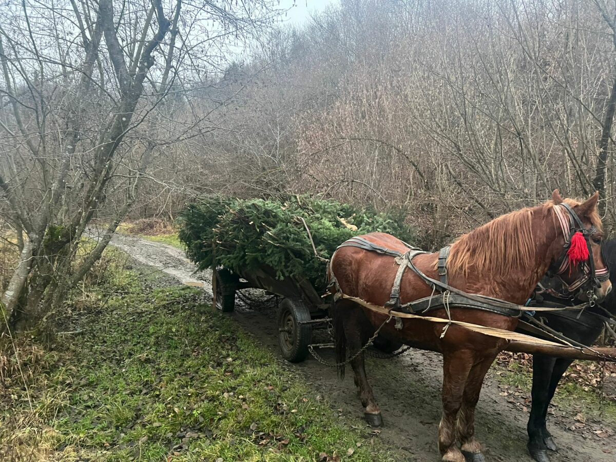 tânăr prins la furat de cetină în porumbacu de sus