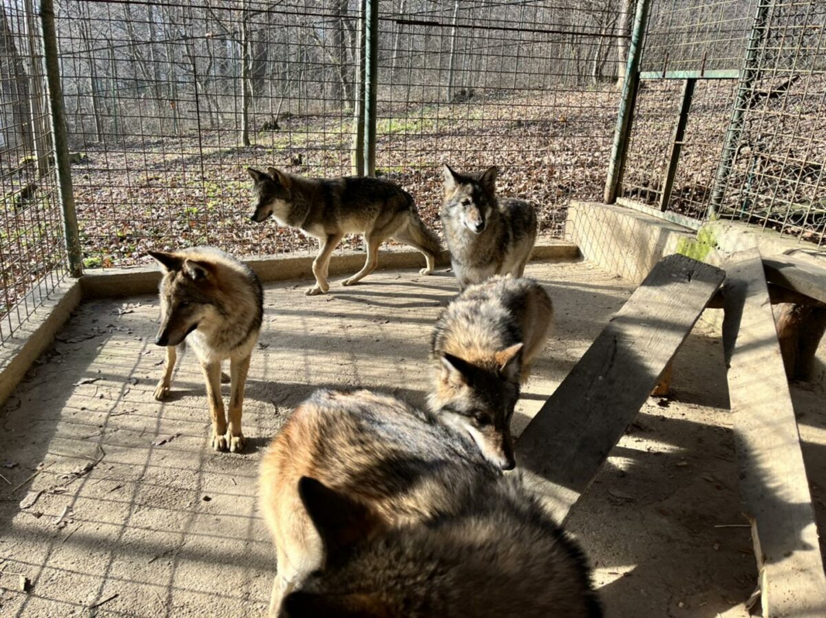atracții noi la zoo sibiu - lupi aduși din croația