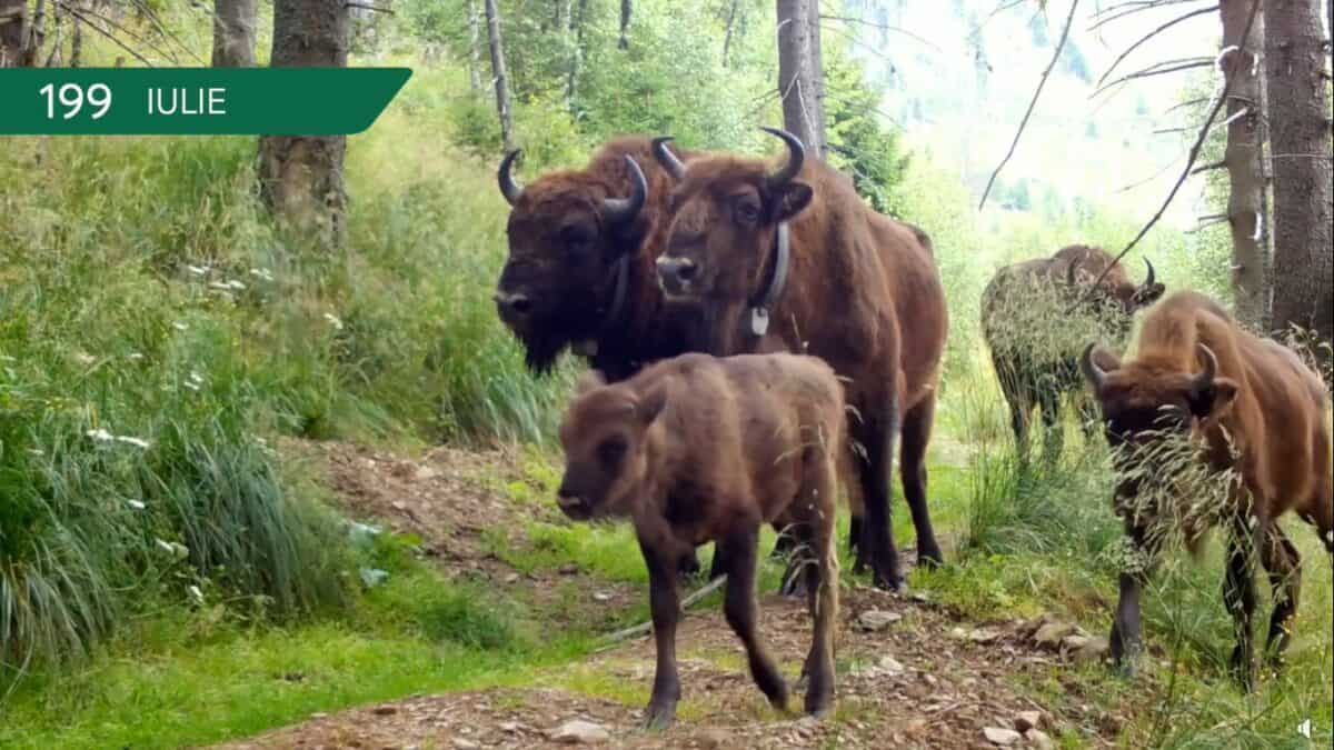 video parada animalelor sălbatice din munții făgăraș în 90 de secunde