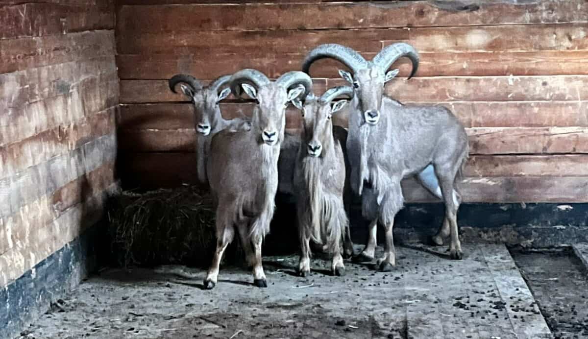 locatari noi la zoo - patru oi cu coamă aduse din croația la sibiu