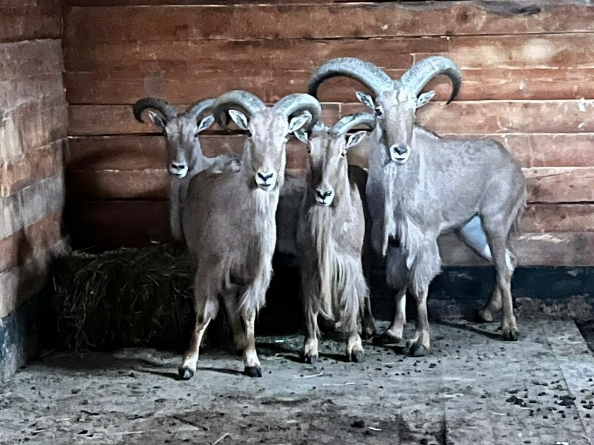 locatari noi la zoo - patru oi cu coamă aduse din croația la sibiu