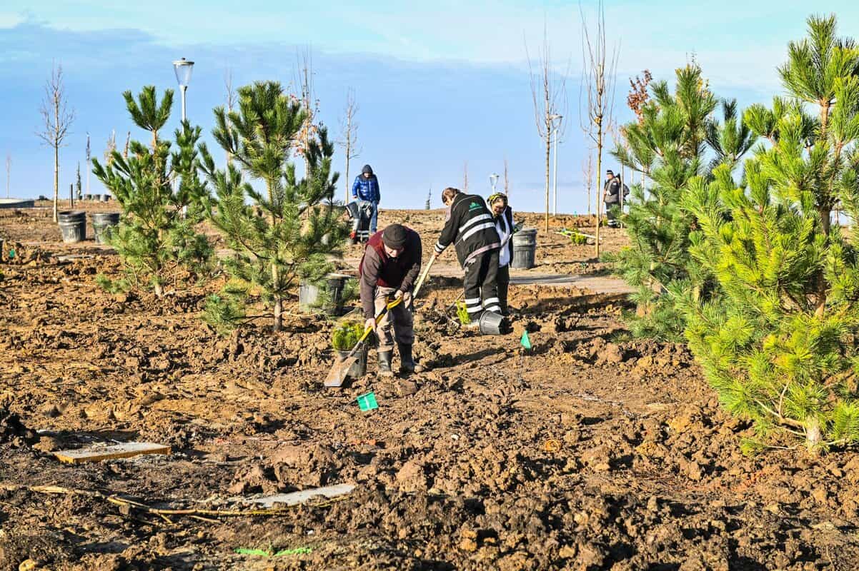 foto: parcul tilișca, mai aproape de deschidere - a început plantarea arborilor și plantelor