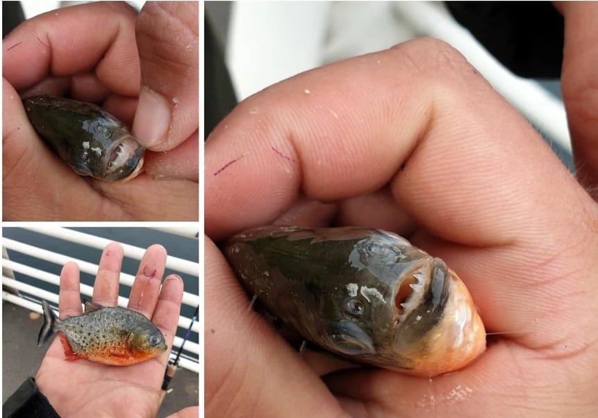 Alertă în România după ce un pescar a găsit un piranha în Crișul Repede - ”Această specie este un pericol”